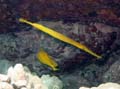 046 Trumpetfish and Yellow Tang